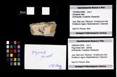 Foto (Objekt + Etikett) von Paguroidea indet.  (NHMW-GEO-1990-0041-2609)